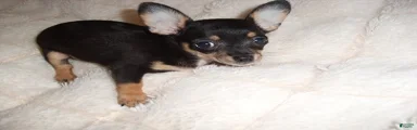 Chihuahua 4