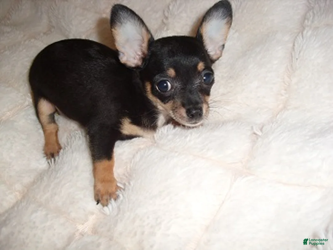 Chihuahua dogs for sale: Chihuahua 4 - Ad 1
