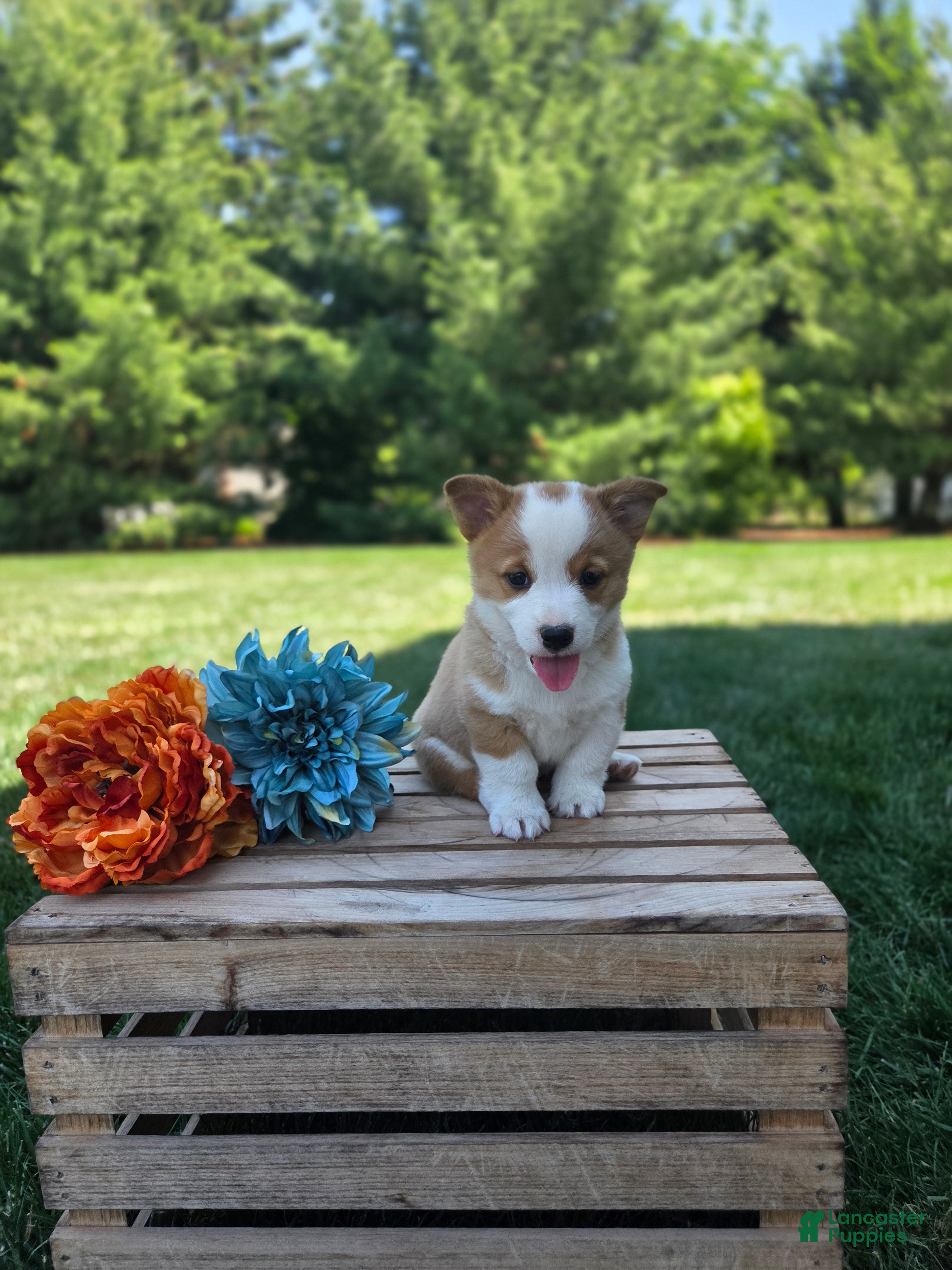 Welsh Corgi Pembroke dogs Peanut - Ad 1