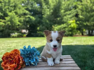 Welsh Corgi Pembroke dogs for sale: Peanut - Ad 2