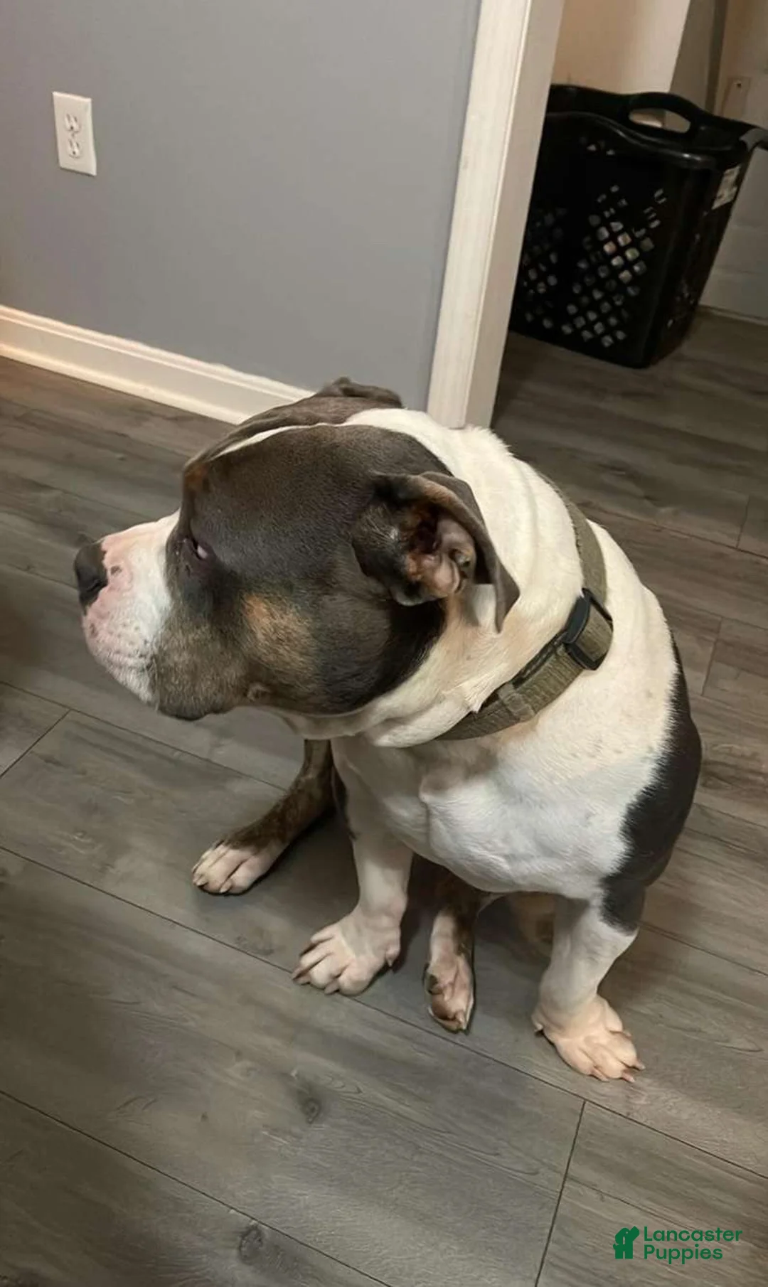 American Bully dogs for stud: Stud Thor  - Ad 2