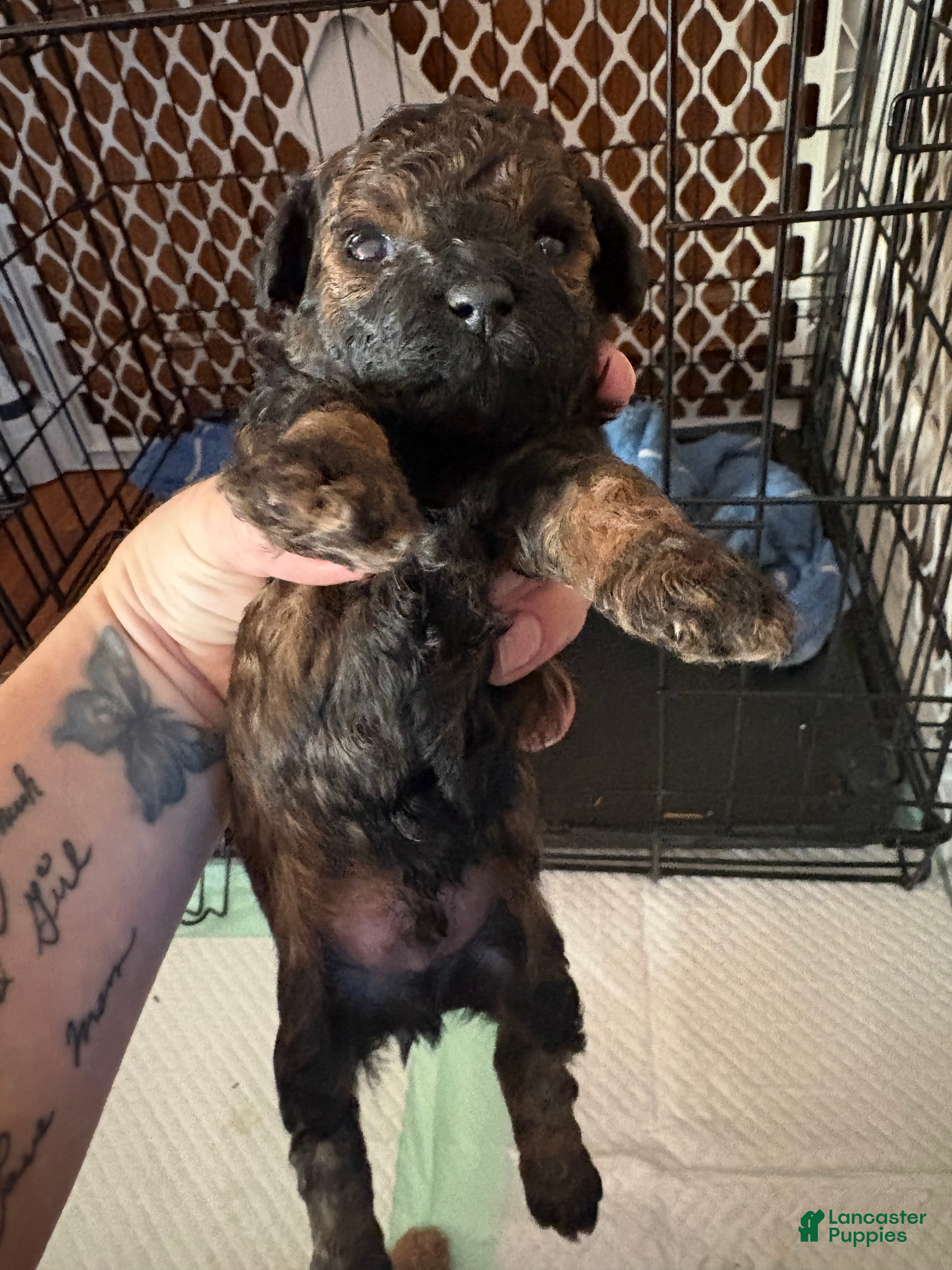 Toy Poodle dogs Toy Poodle Puppy 1 - Ad 9