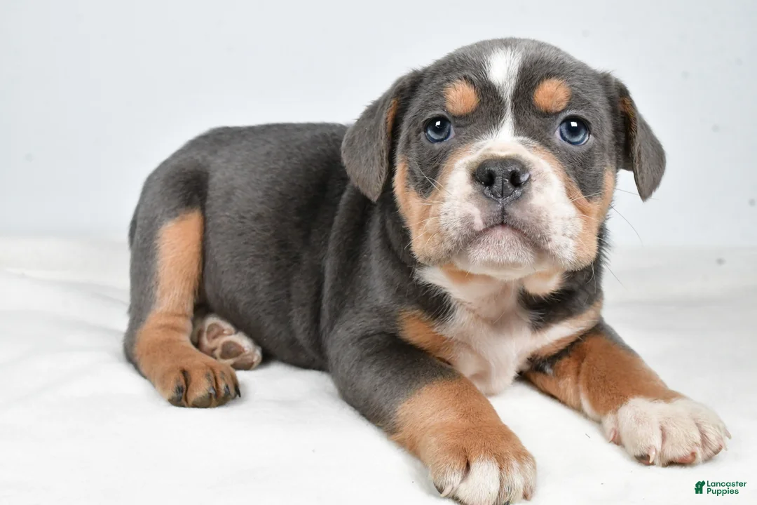 Beabull dogs for sale: Carter - Ad 3