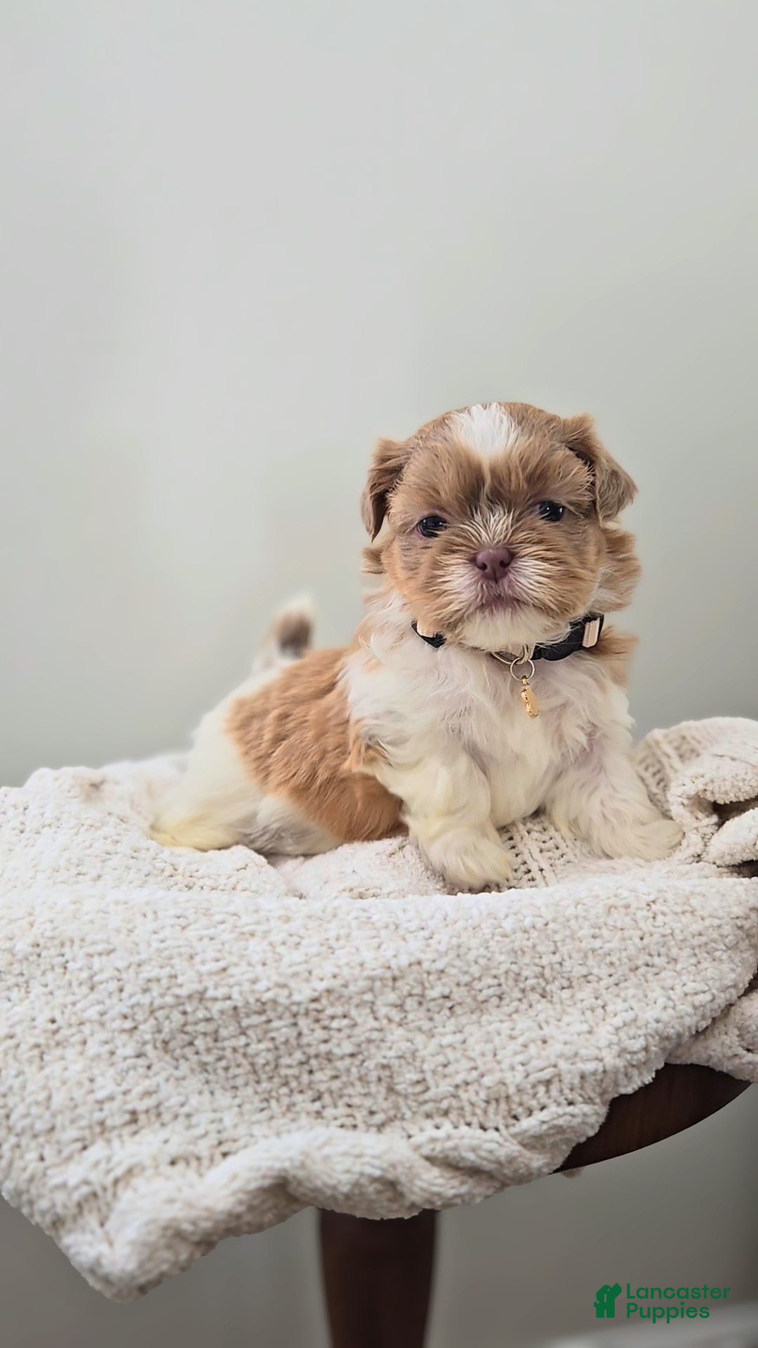 Shih Tzu dogs Josie - Ad 12