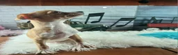 Chihuahua dogs for sale: Nationwide delivery. Popcorn boy white  - Ad 5