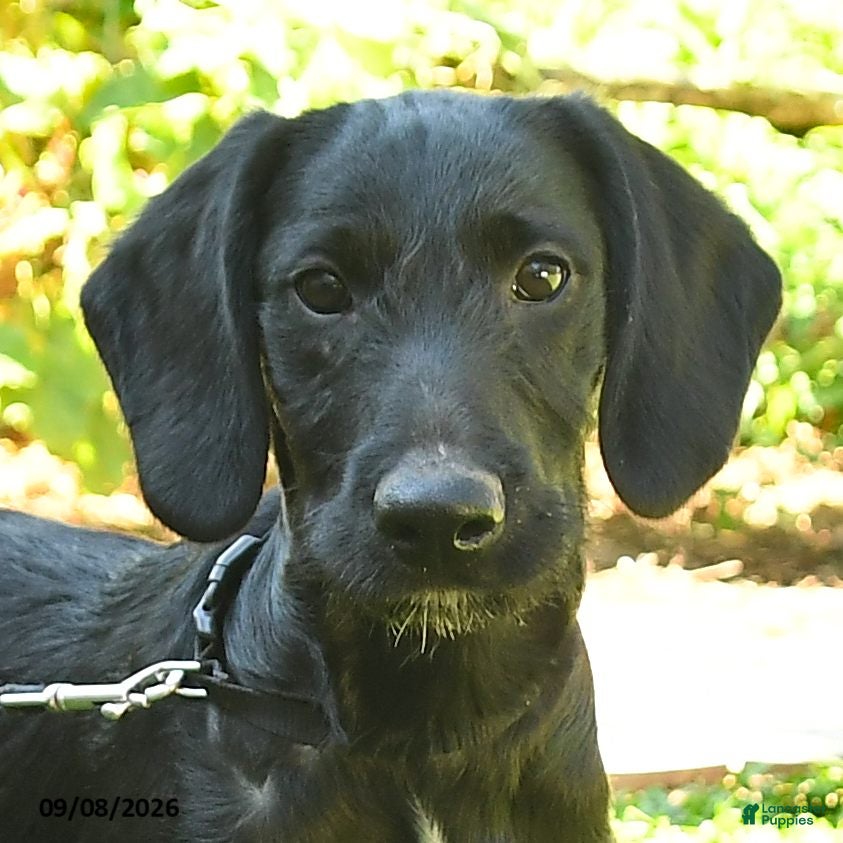 Labradoodle dogs Dodger - Ad 2