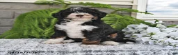 Mini Bernedoodle dogs for sale: Cindy - Ad 3