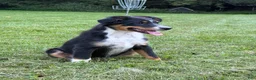 Miniature Australian Shepherd dogs for sale: Tucker - Ad 3