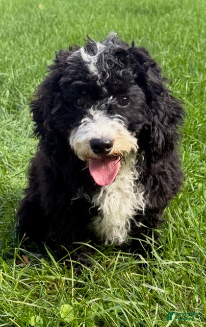 Cavapoo dogs Howard - Ad 2
