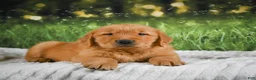 Golden Retriever dogs for sale: Joey - Ad 5