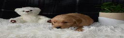 Golden Retriever dogs for sale: Laird - Ad 3