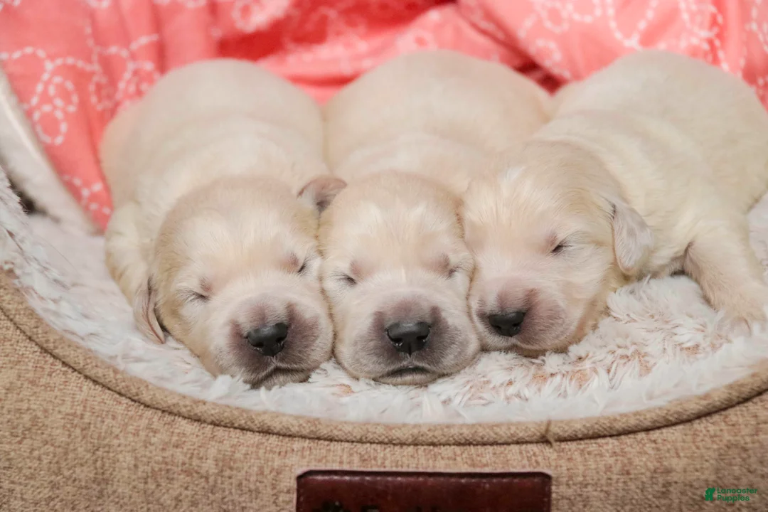 Golden Retriever dogs for sale: Ruby - Ad 1