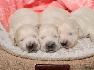 Golden Retriever dogs Ruby - Ad 10