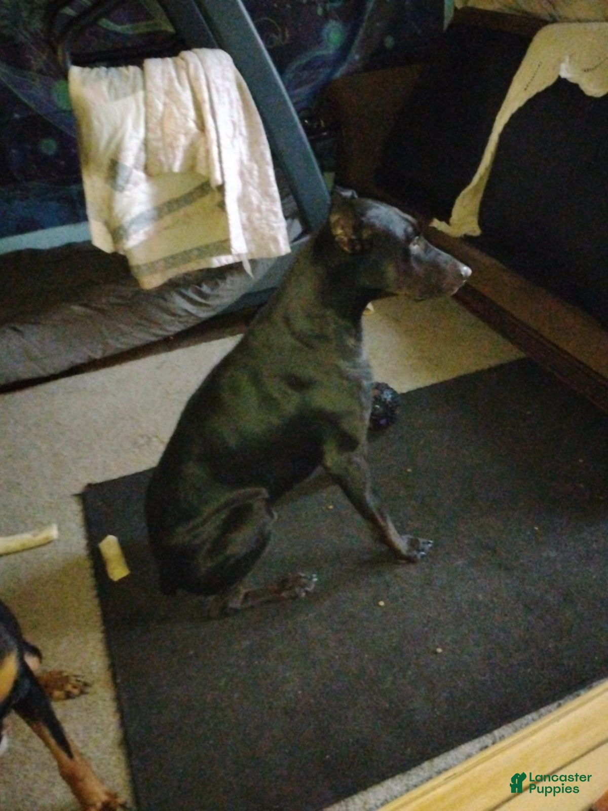 Doberman Pinscher dogs Black Diamond Prince Carbonado - Ad 2