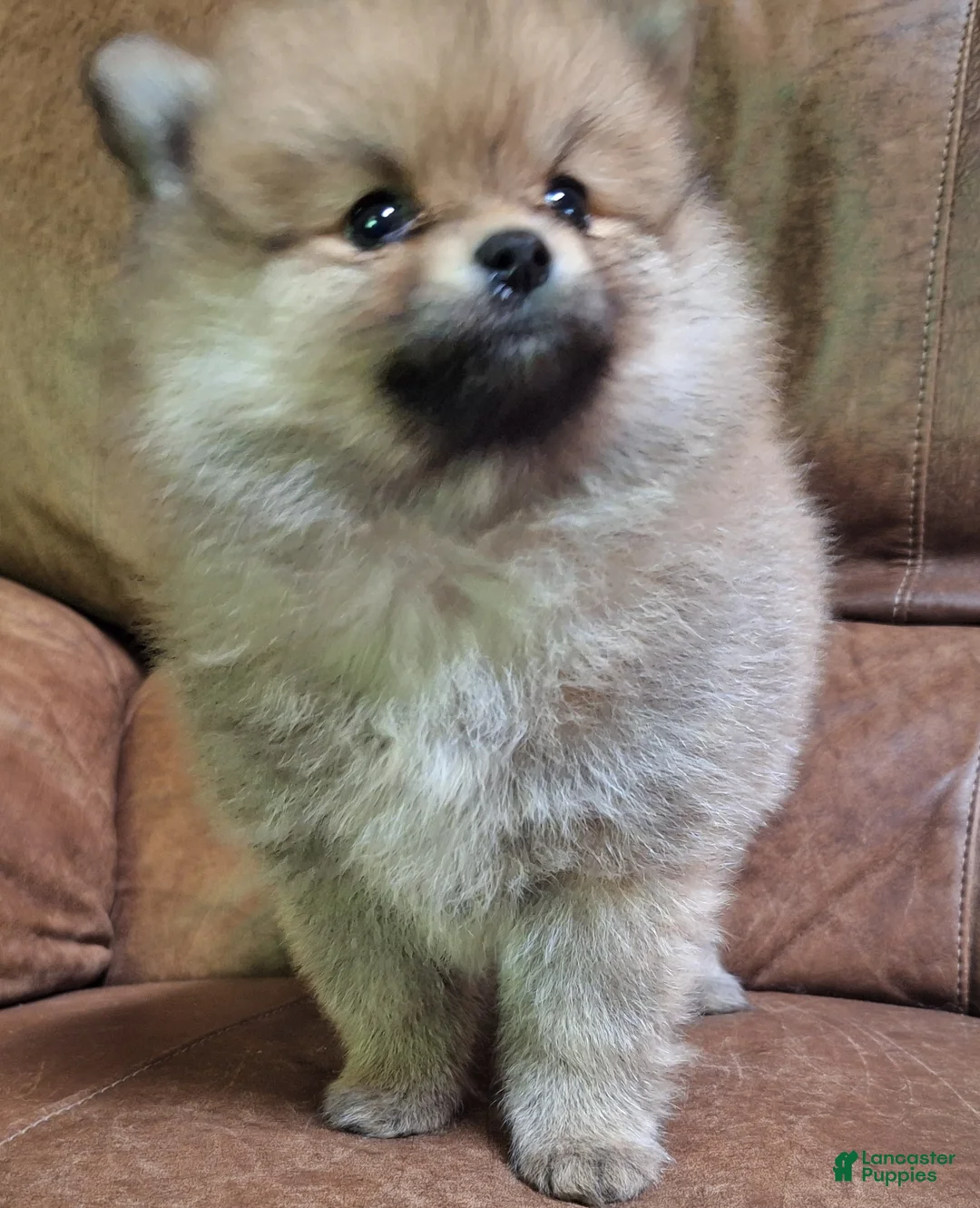 Pomeranian dogs for sale: sable female - Ad 1