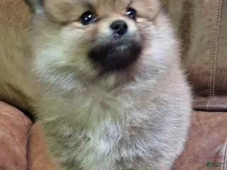 Pomeranian dogs for sale: sable female - Ad 3