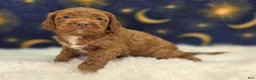 Cockapoo dogs for sale: Rime - Ad 20