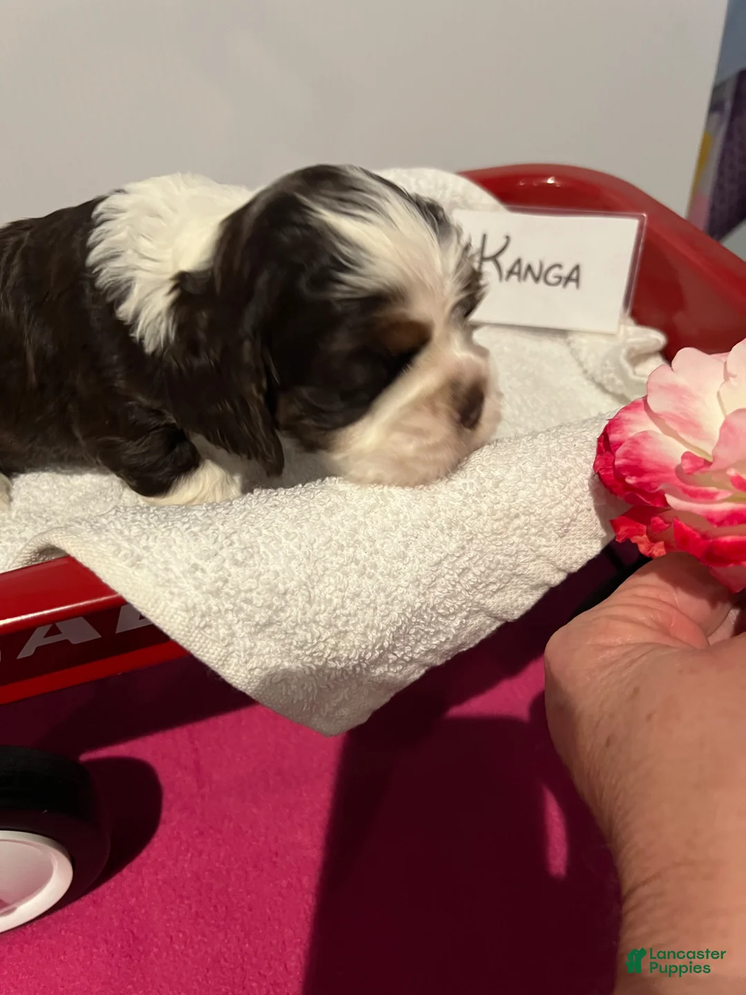 Cocker Spaniel dogs for sale: Cocker Spaniel Puppy 4 - Ad 1