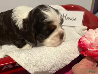 Cocker Spaniel dogs Cocker Spaniel Puppy 4 - Ad 1