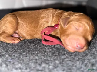 Standard Poodle dogs Burgundy - Ad 22