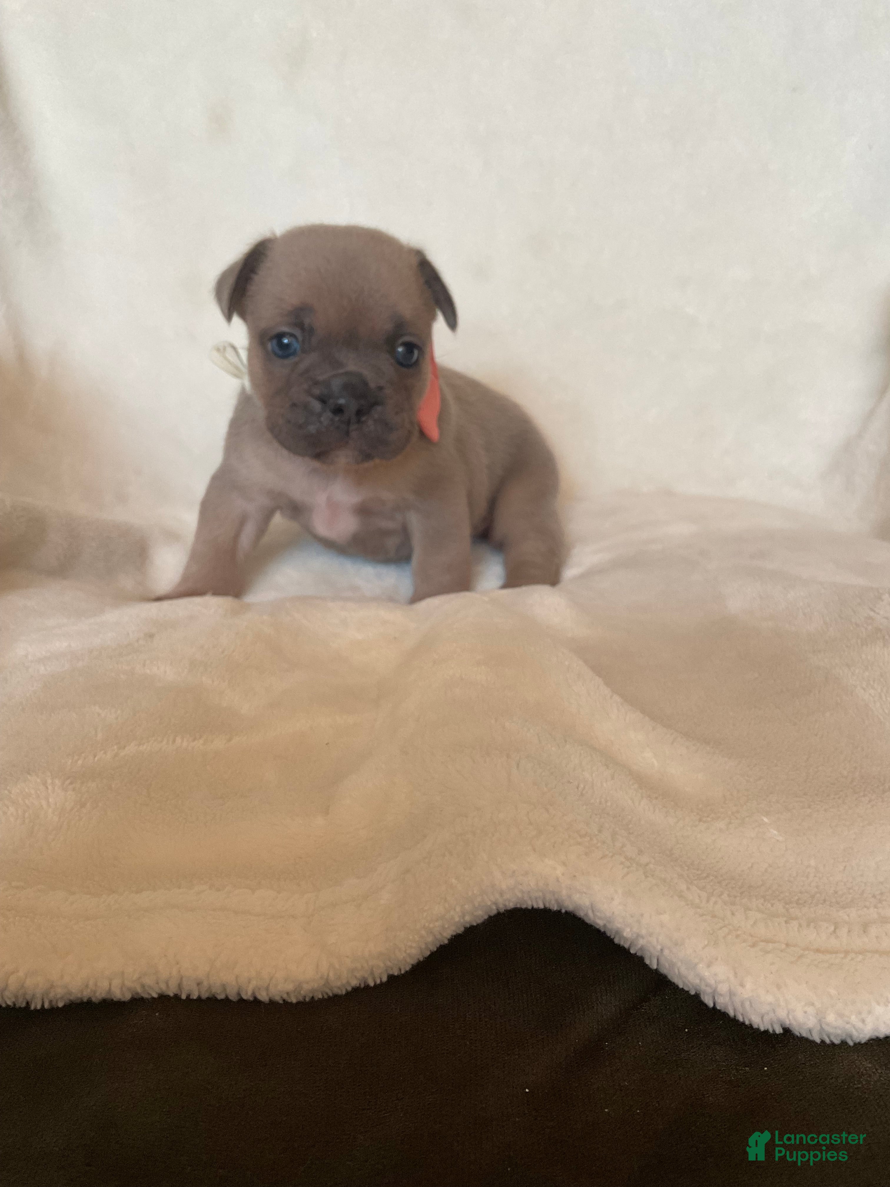 French Bulldog dogs French Bulldog 3 - Ad 1