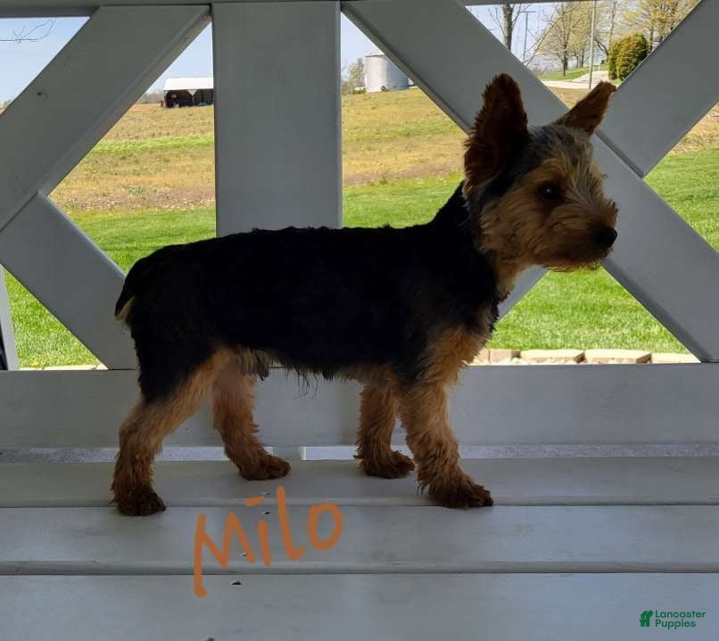 Milo