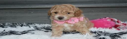 Bichpoo dogs for sale: Kallista  - Ad 20