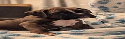 Boxer dogs for sale: Mustang  - Ad 2