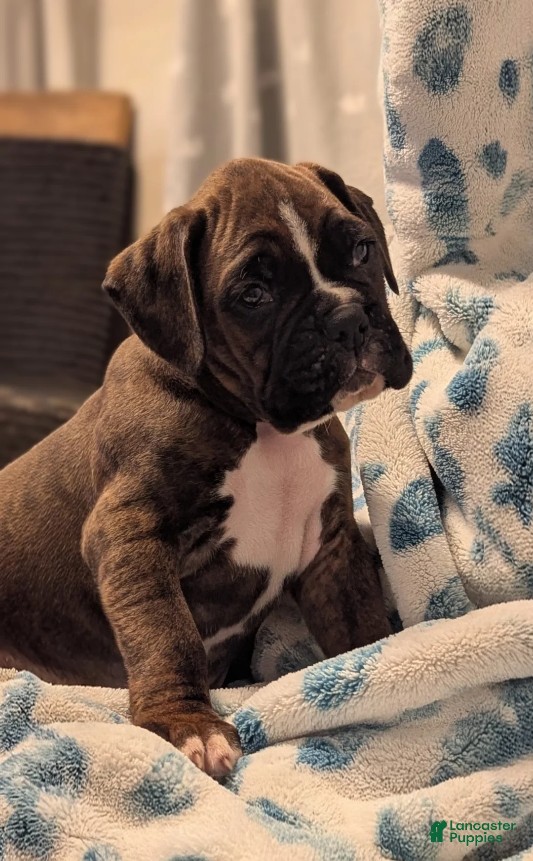 Boxer dogs for sale: Mustang  - Ad 2
