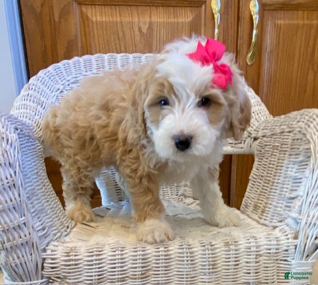 Mini Bernedoodle dogs Sandy - Ad 30