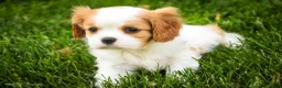 Cavalier King Charles Spaniel dogs for sale: Lars - Ad 7