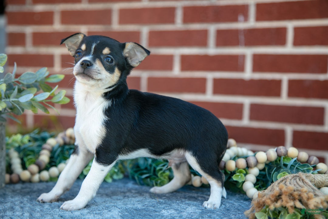 Chihuahua dogs for sale: Patches - Ad 3