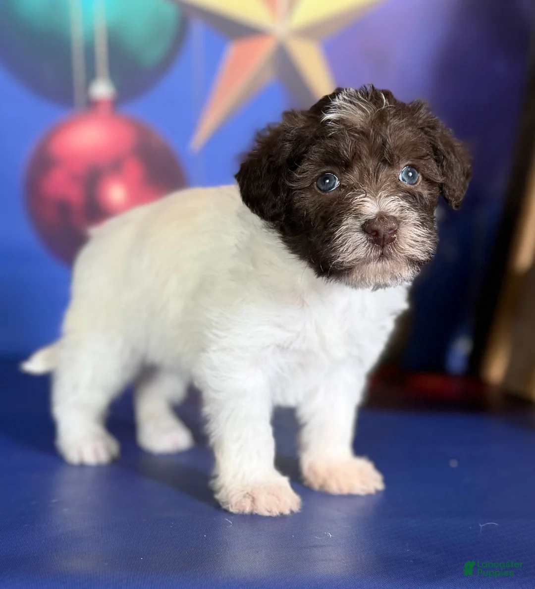 Schnoodle dogs for sale: Brandy - Ad 7