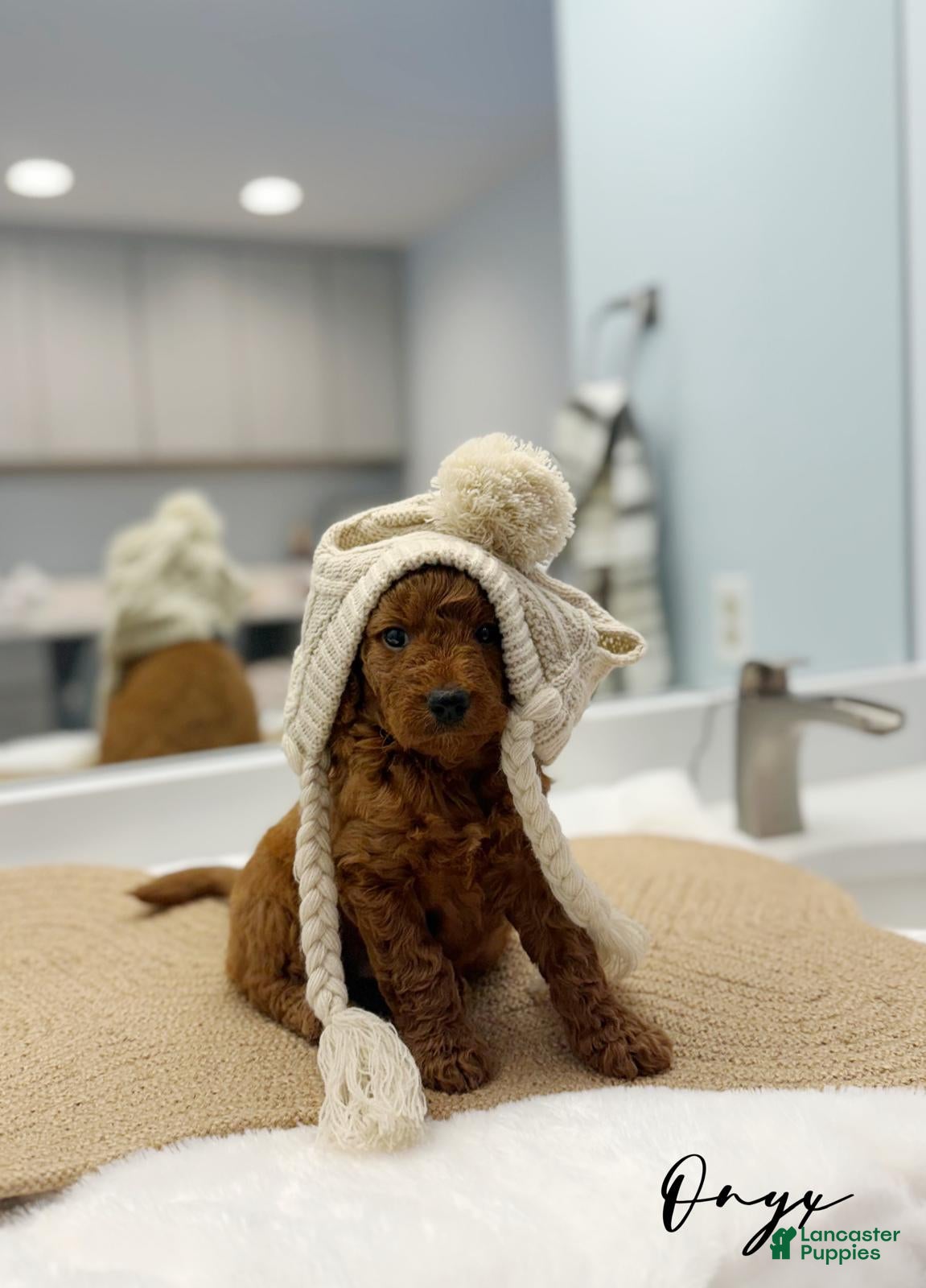 Mini Goldendoodle dogs Onyx - Ad 1