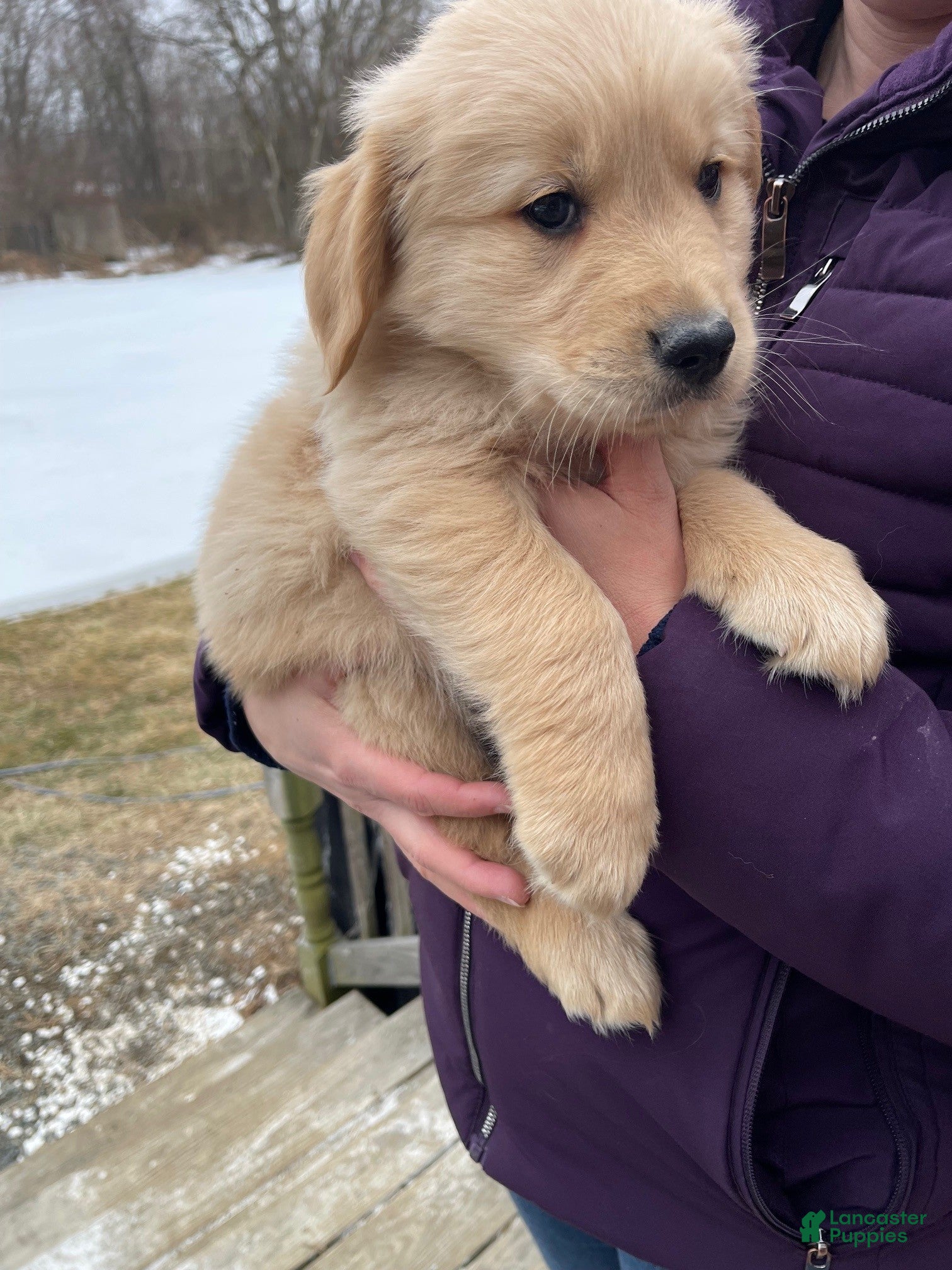 Golden Retriever dogs buttercup - Ad 30