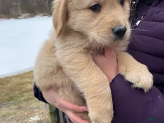 Golden Retriever dogs buttercup - Ad 30