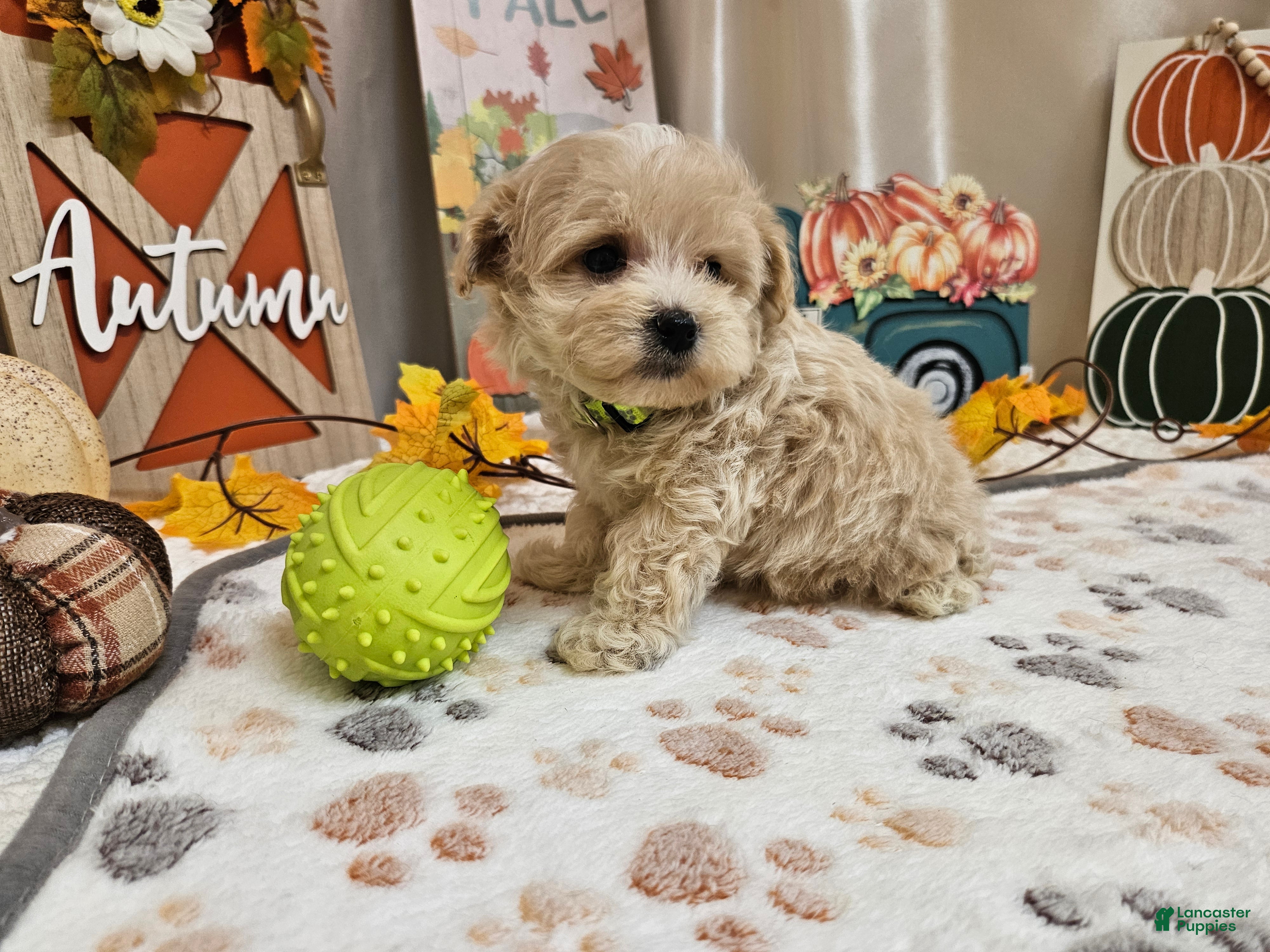 Maltipoo