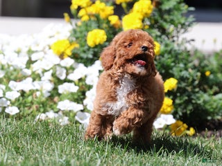 Toy Poodle dogs - Ad 30