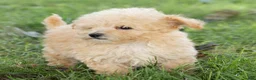 Maltipoo dogs for sale: Teddy Maltipoo  - Ad 5