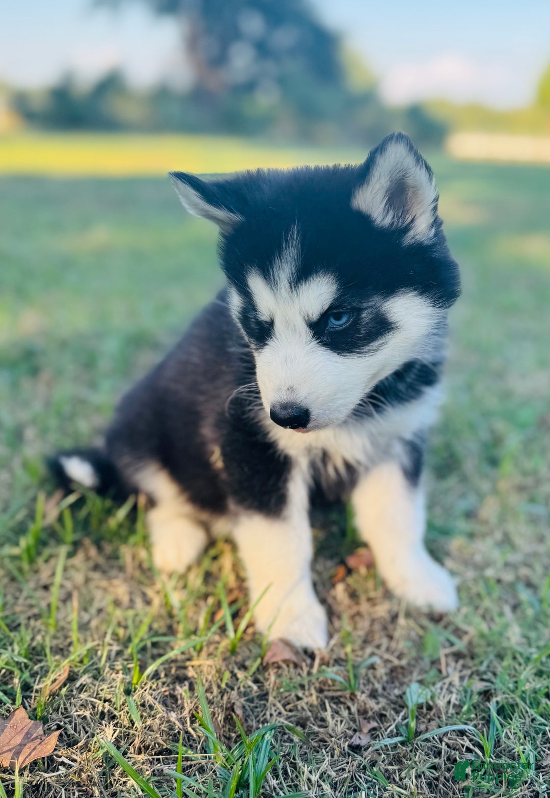 Siberian Husky dogs for sale: Siberian Husky Puppy 1 - Ad 9