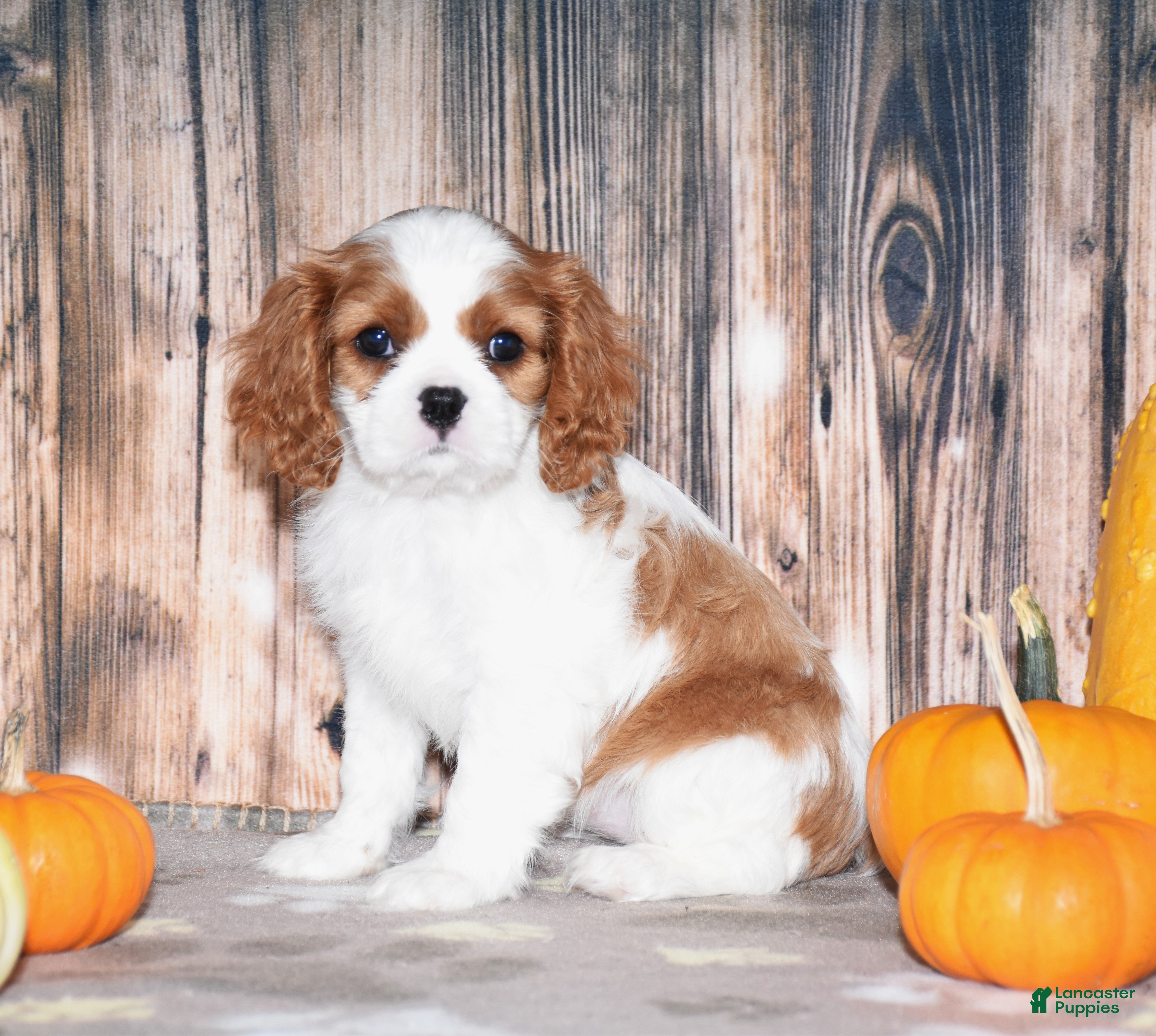 Cavalier King Charles Spaniel dogs Cassie - Ad 2