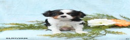 Cavalier King Charles Spaniel dogs for sale: Archie - Ad 3