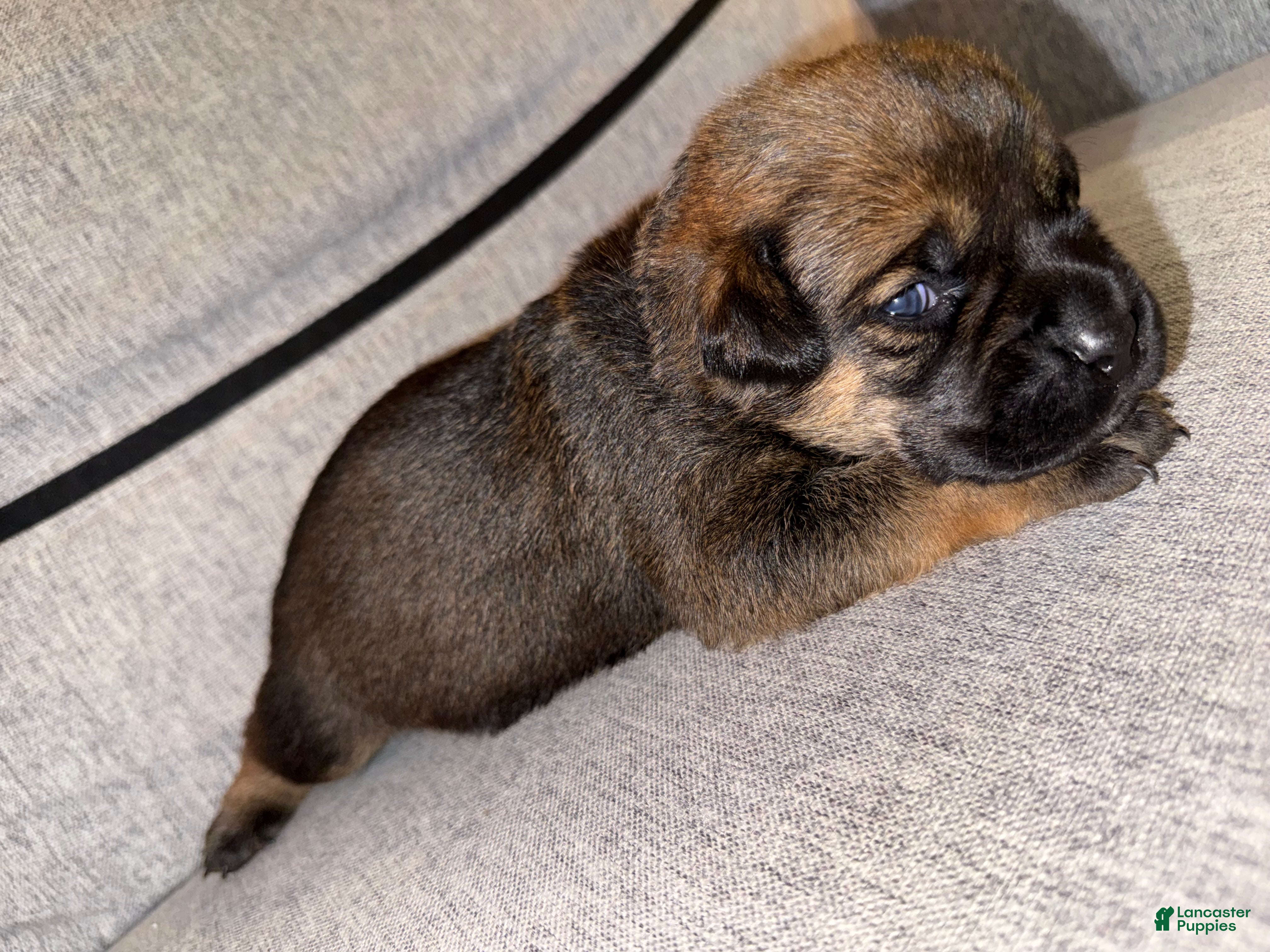 Mixed Breed dogs Mixed Breed 4 - Ad 2