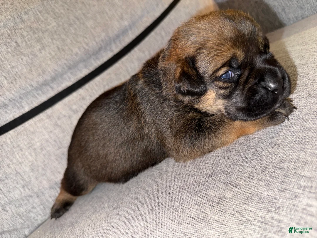 Mixed Breed dogs for sale: Mixed Breed 4 - Ad 2