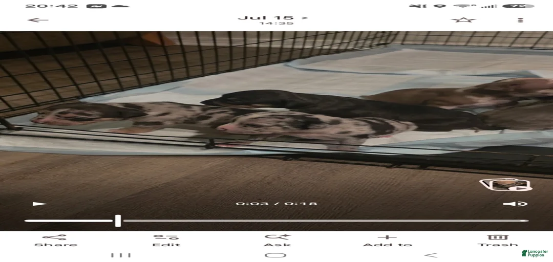 Gallery Image {{count}}