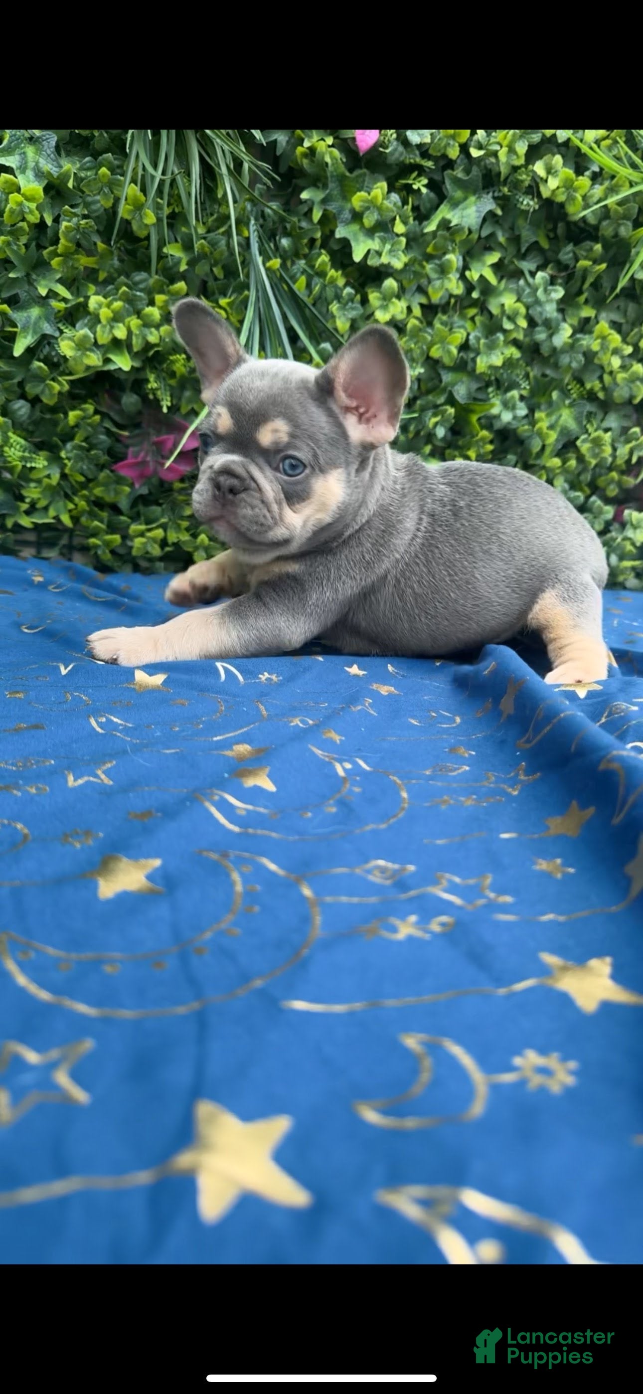 French Bulldog dogs Grey Boy - Ad 2