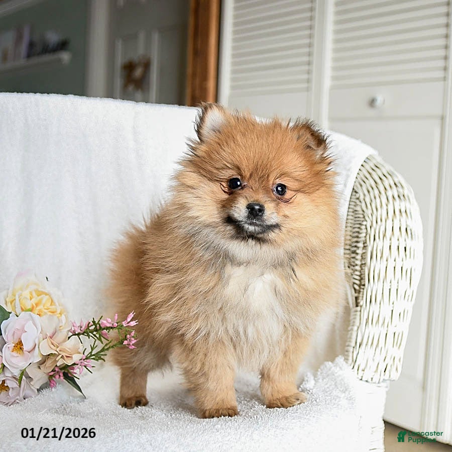 Pomeranian dogs Reggie - Ad 9