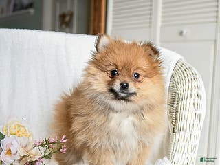 Pomeranian dogs Reggie - Ad 3