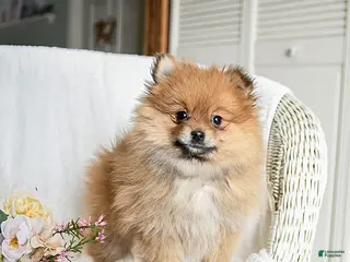 Pomeranian dogs Reggie - Ad 2