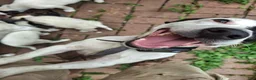 Jack Russell Terrier dogs for sale: Jack Russell Terrier 3 - Ad 12